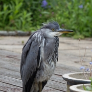 IMG_1825.jpg