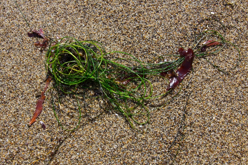 Seaweed 2.