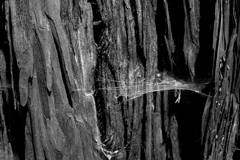 cailfornia-6