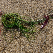 _MG_9229.jpg