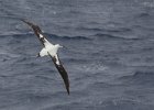 Our company on the Drake Passage heading North. : Birds in Flight