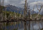 Trees killed by beaver dams. : Ushuaia Trekking Tour