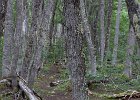 Our trail through the forest of Linga trees. : Ushuaia Trekking Tour