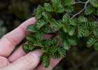 Tiny leaves of the &#34;False Beech&#34;. : Ushuaia Trekking Tour