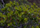 Moisture captured from the misty air. : Ushuaia Trekking Tour