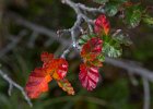 First signs of Autumn. : Ushuaia Trekking Tour