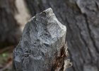 Beaver-gnawed stump. : Ushuaia Trekking Tour