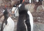 The penguins do this when they make a lot of noise! : Port Lockroy