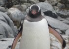 A belly full of fish. : Port Lockroy