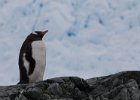 Gentoo on guard duty. : Base Brown