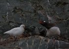 A penguin defends against a Snowy Sheathbill. : Base Brown