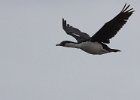 Cormorant in fllght. : Base Brown