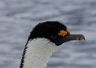 Blue-eyed cormorant on the look out. : Base Brown