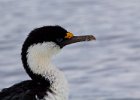 Blue-eyed cormorants are so called because..... : Base Brown