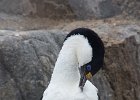 Blue Eyed Cormorant preening. : Port Lockroy
