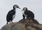 Cormorants on their nest. : Port Lockroy