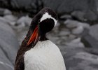 Some places are easier to preen than others! : Port Lockroy