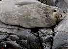 Neither animal seemed to even acknowledge the other&#39;s presence. : Port Lockroy