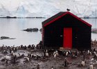 The boat house at Port Lockroy and the penguins that do not recognise the 5-metre rule. : Port Lockroy