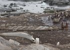 Abandoned whaling equipment and whale bones. : Port Lockroy