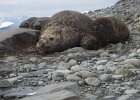 Young male elephant seal and his hareem. : Jenny island