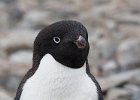 Adelie penguin. : Bongrain Point