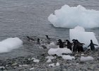 Safety in numbers. : Bongrain Point