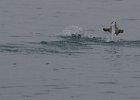 The best I could get of a penguin &#34;flying&#34;. : Bongrain Point