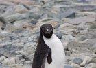Cheeky Adelie penguin. : Bongrain Point