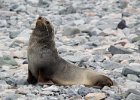 A very proud fur seal. : Bongrain Point