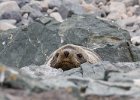 A fur seal taking cover from prying cameras. : Bongrain Point
