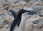 A youngster is almost finished moulting. : Bongrain Point