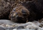 Female elephant seal looking particularly appealing. : Jenny island
