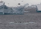 Resting seals. : Detaille Island