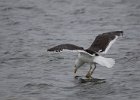 Gull about to land. : Detaille Island