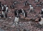 Gentoo penguin colony on Danco Island. : Danco Island