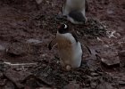 Gentoo with egg. : Danco Island