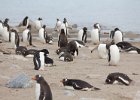 Gentoos on the way to feed, or returning with a full belly. : Neko Harbour