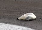 I think this is a yawn! : Telefon Bay