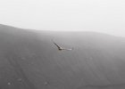 Skua on the prowl. : Telefon Bay