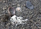 These shells and other parts of a meal were on top of the cone of the volcano. : Telefon Bay