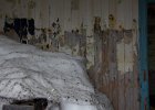 Interior of an abandoned hut. : Whalers Bay