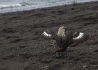 Skua on the beach in Whaler&#39;s Bay. : Whalers Bay