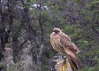 A fine display. : Ushuaia National Park