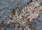 Discarded feathers. : Fish Islands