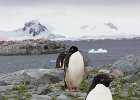 Standing guard. : Fish Islands