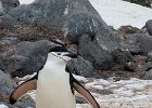 Chinstrap penguin. : Half Moon Island