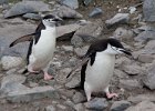 A couple of chinstrap penguins. : Half Moon Island