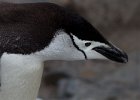 A passing chinstrap. : Half Moon Island