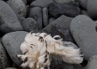 Remains of a seabird amongst the pebbles on the beach. : Half Moon Island